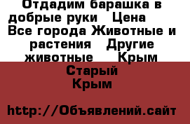 Отдадим барашка в добрые руки › Цена ­ 1 - Все города Животные и растения » Другие животные   . Крым,Старый Крым